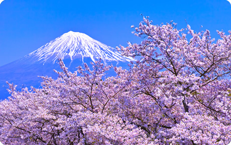 桜（岩本山公園）